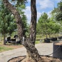 Quercus Suber - 7