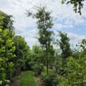 Quercus cerris 'Marmor Star' - 1