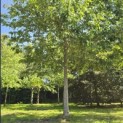 Quercus rubra - 6