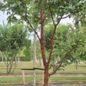 Acer griseum - 5