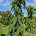 Cedrus deodara 'Pendula' - 1