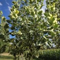 Liriodendron tulipifera 'Snowbird' - 4