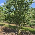 Cercidiphyllum japonicum - Foto 5