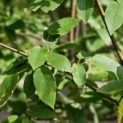 Amelanchier arborea 'Robin Hill' - Foto 1