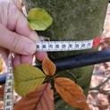 Fagus sylvatica - 3