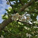 Styrax japonicus - 6