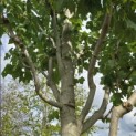 Acer rubrum 'Summer Red' - 1