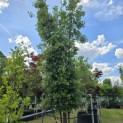 Quercus ilex - 7