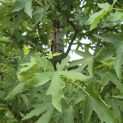 Liquidambar styraciflua 'Worplesdon' - 2