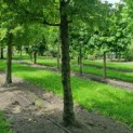 Carpinus Betulus - Afbeelding 3