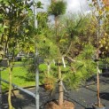 Pinus sylvestris - Foto 3