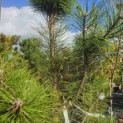 Pinus sylvestris - Foto 2