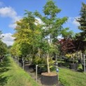 Albizia julibrissin - 2