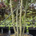 Quercus ilex - 3