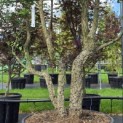 Quercus Suber - 2