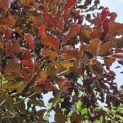 Fagus sylvatica 'Atropunicea' - juni 2026