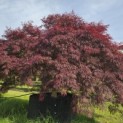Acer palmatum 'Garnet' - 1