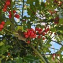 Ilex Aquifolium - 1