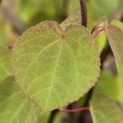 Cercidiphyllum japonicum - impressie voorjaarsblad