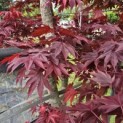 Acer palmatum 'Fireglow' - Foto 4