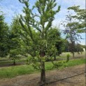 Taxodium distichum 'Peve Minaret' - Foto 2