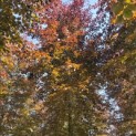 Fagus sylvatica 'Atropunicea' - 3