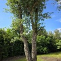 Quercus Suber - 1