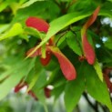 Acer palmatum 'Osakazuki' - Foto 1