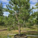 Pinus nigra 'Nigra' - 2