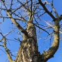 Ginkgo biloba - 1
