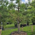 Pinus nigra 'Nigra' - Foto 3
