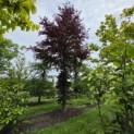 Fagus sylvatica 'Atropunicea' - juni 2026 vak C