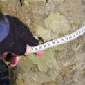 Platanus x hispanica - Foto 4