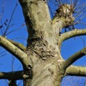 Platanus x hispanica - Foto 5