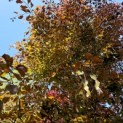 Fagus sylvatica 'Atropunicea' - 4