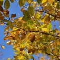 Fagus sylvatica - impressie verkleurend herfstblad