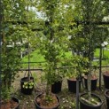Ginkgo biloba fastigiata 'Blagon' - 1