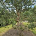 Pinus sylvestris - Foto 3