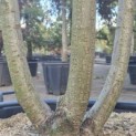 Prunus serrulata 'Kanzan' - Foto 2