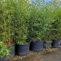Phyllostachys aurea - voorraad diverse maten solitairen september 2024 kwekerij Apeldoorn THB Depot