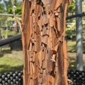 Acer griseum - 6