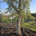 Quercus Suber - 1