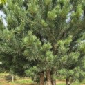 Pinus sylvestris - Foto 2