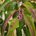 Stachyurus Preacox - 1 bloeiknoppen in het najaar