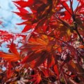 Acer palmatum 'Trompenburg' - Foto 2