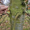 fagus sylvatica - december 2025