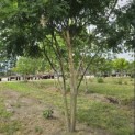 Sophora japonica - 2