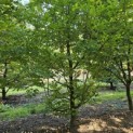 Carpinus betulus - 3
