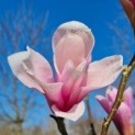 Magnolia 'Heaven Scent' - Foto 1