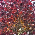 Fagus sylvatica 'Atropunicea' - 4